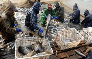 水產(chǎn)養(yǎng)殖運(yùn)輸環(huán)節(jié)致癌物添加泛濫 追溯源頭難