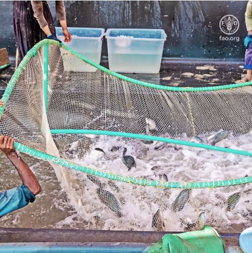 第四屆全球水產養(yǎng)殖大會開幕,聯(lián)合國糧農組織總干事出席大會并講話