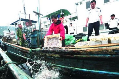 1500斤面條魚(yú)倒回大海