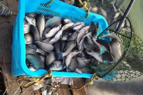 養(yǎng)鯽魚用粵海肝腸舒,好效果看得見