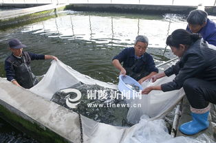 特種水產養(yǎng)殖打造高效漁業(yè)