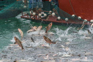 智能水產(chǎn)養(yǎng)殖系統(tǒng)原理和價(jià)格解析 為什么它可以大大提高養(yǎng)殖成活率