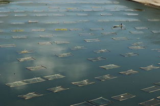 水產養(yǎng)殖的市場前景