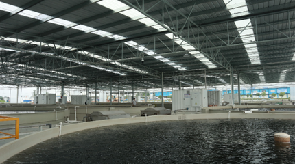 &ldquo;中集漁業+智慧技術&rdquo;打造可持續發展養殖模式