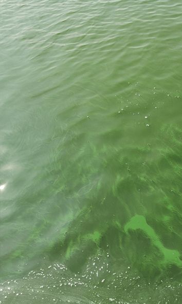 景觀水變質的原因以及方法