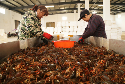 安徽農(nóng)墾華陽河農(nóng)場:又到捕蝦好時(shí)節(jié)