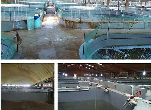 工廠化循環(huán)水產(chǎn)養(yǎng)殖系統(tǒng)