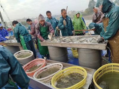 今年養(yǎng)哪條魚能暴富?十大水產(chǎn)養(yǎng)殖明星品種出爐,養(yǎng)魚or養(yǎng)蝦?