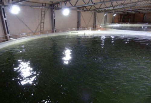 重磅 飛利浦推出 光配方 產(chǎn)品,生長速度提高10