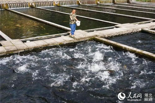 組圖 特種水產(chǎn)養(yǎng)殖助增收