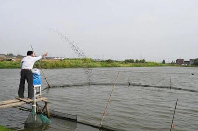 養(yǎng)魚(yú)就是養(yǎng)水,廠家如何研發(fā)有效調(diào)水產(chǎn)品?|陳昌福專欄