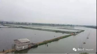 魚蝦蟹混養(yǎng)技術(shù)要點 淡水養(yǎng)殖 水產(chǎn)養(yǎng)殖百科 水產(chǎn)養(yǎng)殖網(wǎng)