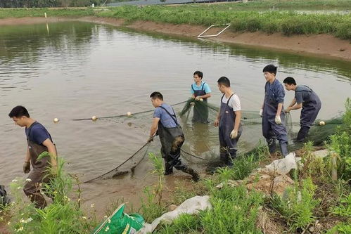 課程開到生產(chǎn)線,校企攜手共育現(xiàn)代養(yǎng)殖技術(shù)人才