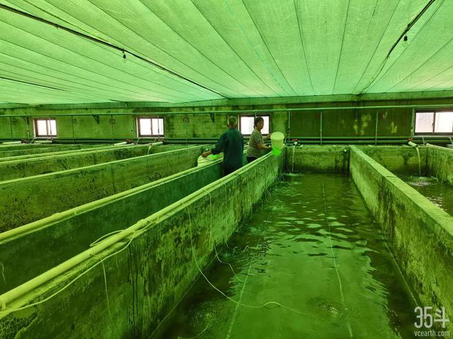 福居農(nóng)業(yè):年營收達2.8億元,爭做紅螯螯蝦育繁推一體化領(lǐng)軍企業(yè)