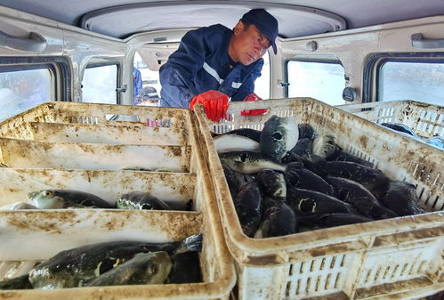 河北灤南 工廠化水產(chǎn)養(yǎng)殖助增收