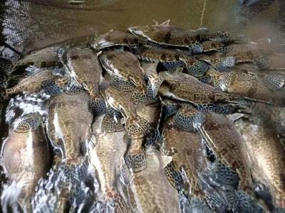 張勇教授團(tuán)隊(duì)培育的全雌翹嘴鱖&ldquo;鼎鱖1號(hào)&rdquo;通過2021年全國水產(chǎn)品種新品種審定