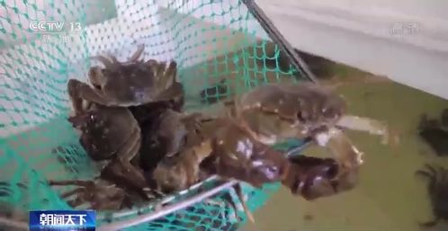 高溫 烤驗(yàn) 下 水產(chǎn)養(yǎng)殖如何應(yīng)對(duì)