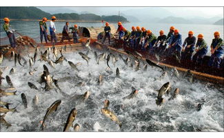 專訪卓振智能蔡成想 增氧機控制器讓水產養(yǎng)殖具有智慧