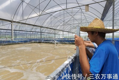 三名80后投資帆布工廠化養(yǎng)蝦,不換水、零排放,畝產3300斤
