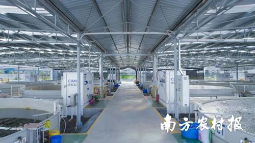 產量提升15倍 中集漁業一水產養殖案例獲評 美麗鄉村綠色發展先鋒行動 優秀案例