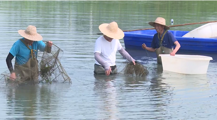 市創(chuàng)新發(fā)展中心:科技助農(nóng) 推進水產(chǎn)產(chǎn)業(yè)鏈綠色發(fā)展