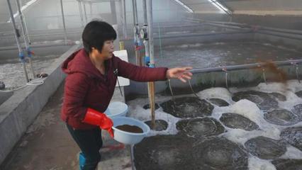渤海水產(chǎn)自主研發(fā)"廣泰一號"種蝦讓對蝦養(yǎng)殖有了中國"芯"