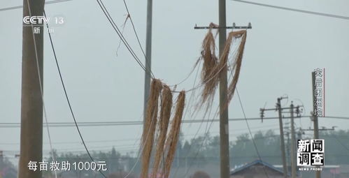 新聞調(diào)查丨從受災到重建 湖南團洲垸復工復產(chǎn)情況如何