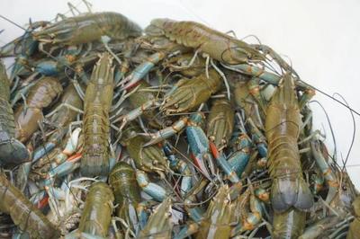 "茭香蟹逅"!練塘本土大閘蟹肥美上市啦!