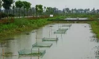 在微寒的冬夜 重遇這道火辣的小龍蝦