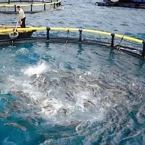 晶合物聯 智慧水產養殖技術驅動產業升級，融合農家樂休閑觀光服務