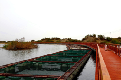 生物多樣性優(yōu)秀案例(71) 新疆生產建設兵團天鵝湖鹽堿水產養(yǎng)殖