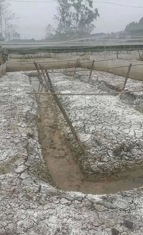 水產(chǎn)養(yǎng)殖藥清塘的必要性 從不清塘的危害說(shuō)起